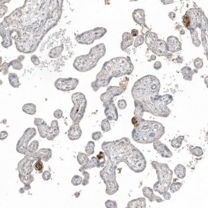 Anti-FN1 antibody produced in rabbit 