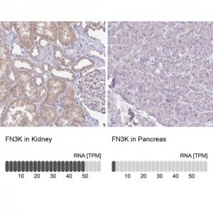 Anti-FN3K antibody produced in rabbit 