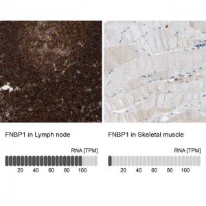 Anti-FNBP1 antibody produced in rabbit 