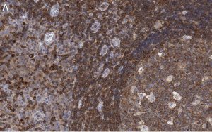 Anti-FNBP1 Antibody, clone 3C23 ZooMAb Rabbit Monoclonal 
