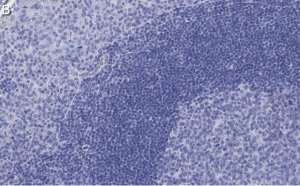Anti-FNBP1 Antibody, clone 3C23 ZooMAb Rabbit Monoclonal 