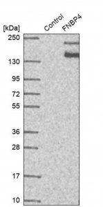 Anti-FNBP4 antibody produced in rabbit 
