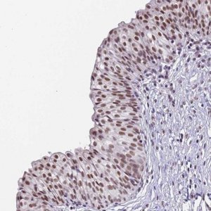 Anti-FNBP4 antibody produced in rabbit 