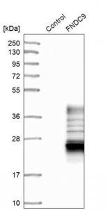 Anti-FNDC9 antibody produced in rabbit 