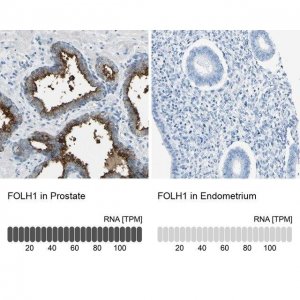 Anti-FOLH1 antibody produced in rabbit 