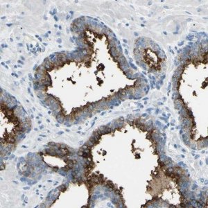 Anti-FOLH1 antibody produced in rabbit 