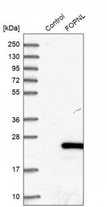 Anti-FOPNL antibody produced in rabbit 