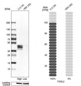 Anti-FOSL2 antibody produced in rabbit 