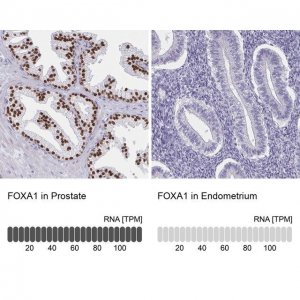 Anti-FOXA1 antibody produced in rabbit 