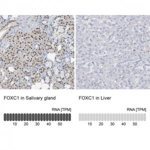 Anti-FOXC1 antibody produced in rabbit 