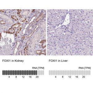 Anti-FOXI1 antibody produced in rabbit 