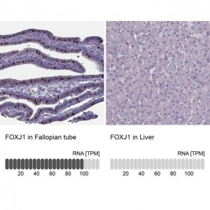 Anti-FOXJ1 antibody produced in rabbit 