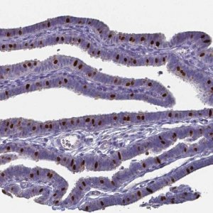 Anti-FOXJ1 antibody produced in rabbit 