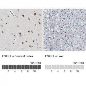 Anti-FOXK1 antibody produced in rabbit HPA018864-100UL