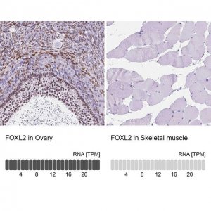 Anti-FOXL2 antibody produced in rabbit 