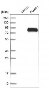 Anti-FOXO1 antibody produced in rabbit 
