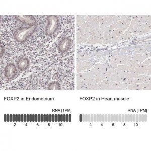 Anti-FOXP2 antibody produced in rabbit 