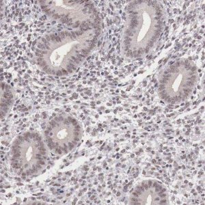 Anti-FOXP2 antibody produced in rabbit 