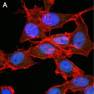 Anti-FoxP3 Antibody, clone 4J2 ZooMAb Rabbit Monoclonal 