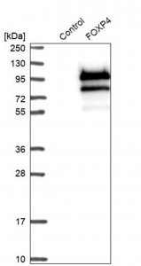 Anti-FOXP4 antibody produced in rabbit 