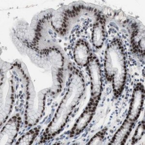 Anti-FOXP4 antibody produced in rabbit 