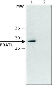 Anti-FRAT1 (C-terminal) antibody produced in rabbit 
