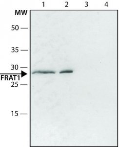 Anti-FRAT1 (C-terminal) antibody produced in rabbit 