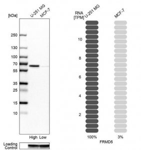 Anti-FRMD5 antibody produced in rabbit 