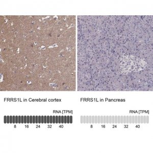 Anti-FRRS1L antibody produced in rabbit 