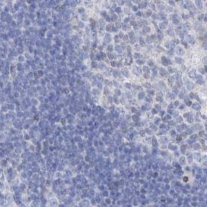Anti-FRS3 antibody produced in rabbit 