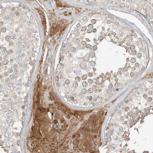Anti-FSTL1 antibody produced in rabbit 