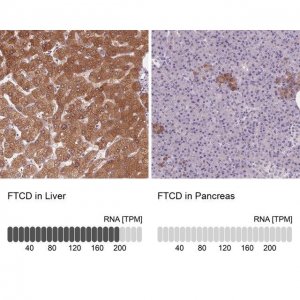 Anti-FTCD antibody produced in rabbit 