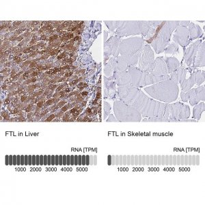 Anti-FTL antibody produced in rabbit 