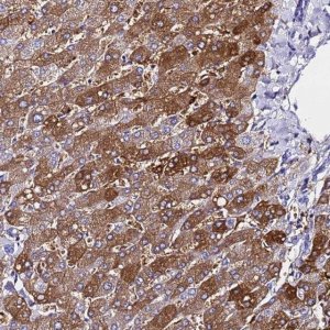 Anti-FTL antibody produced in rabbit 
