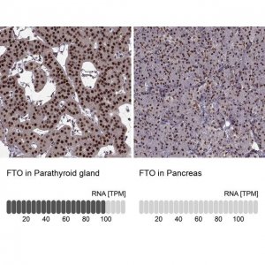 Anti-FTO antibody produced in rabbit 