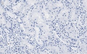 Anti-FTO Antibody, clone 4B21 ZooMAb Rabbit Monoclonal 