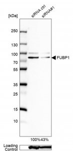 Anti-FUBP1 antibody produced in rabbit 