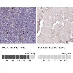Anti-FUCA1 antibody produced in rabbit 