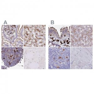 Anti-FUCA1 antibody produced in rabbit 