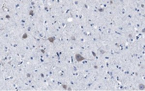 Anti-FUNDC1 Antibody, clone 1K16 ZooMAb Rabbit Monoclonal 