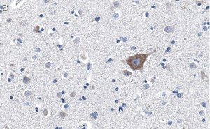 Anti-FUNDC1 Antibody, clone 1K16 ZooMAb Rabbit Monoclonal 