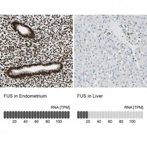 Anti-FUS antibody produced in rabbit 