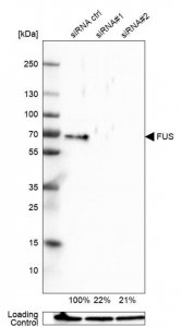 Anti-FUS antibody produced in rabbit 