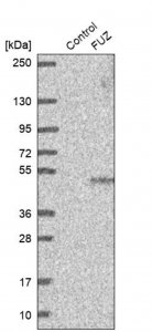 Anti-FUZ antibody produced in rabbit 