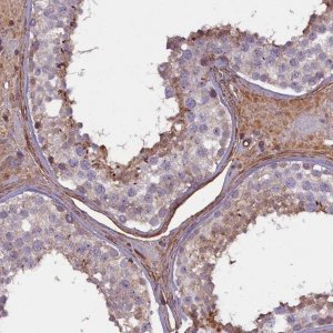 Anti-FUZ antibody produced in rabbit 