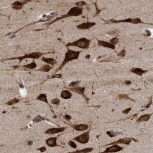 Anti-FXR2 antibody produced in rabbit 