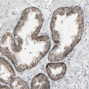 Anti-FXYD3 antibody produced in rabbit 