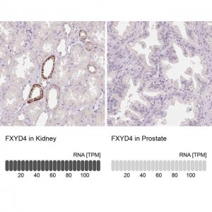 Anti-FXYD4 antibody produced in rabbit HPA058421-100UL