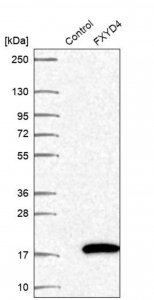 Anti-FXYD4 antibody produced in rabbit HPA058421-100UL