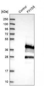 Anti-FXYD5 antibody produced in rabbit 